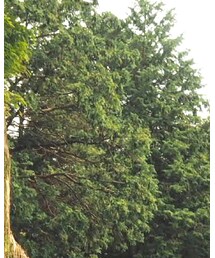 CUPCAKE | トップス