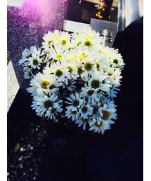 菊の花(その他)