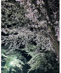 🌸🌸🌸🎶✨ | その他