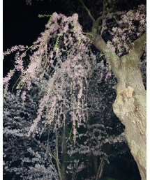 巨大枝垂桜🌸🌙 | その他