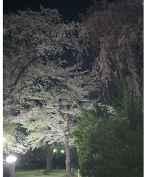 桜の風神雷神🏯🌸🌸 | その他