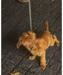 TEDMAN | フィギュア