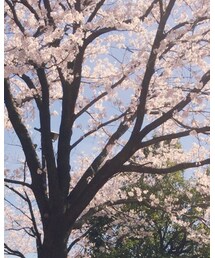 今年初花見♡ | その他