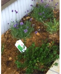 家庭菜園始めました♡ | その他