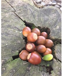 どんぐりひろい | その他