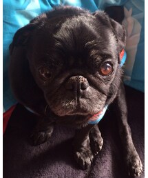 黒パグ | その他
