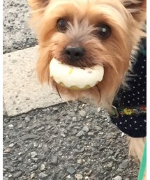 ドーナツ | おもちゃ