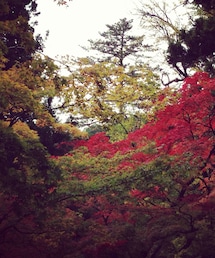 その他 | 村の紅葉(*´ω`*)(その他)