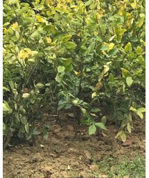 COACH | ショルダーバッグ