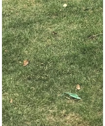 PUMA | スニーカー