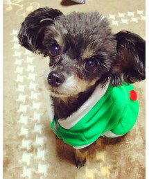 きなちゃん🐶💕 | その他