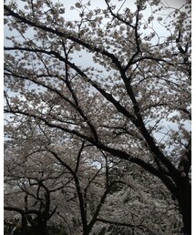 さくら🌸 | その他