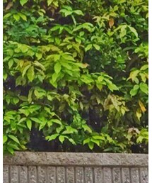 ZARA | つなぎ/オールインワン