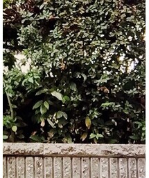 w closet | パンツ