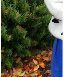 BOBO CHOSES | ニット/セーター