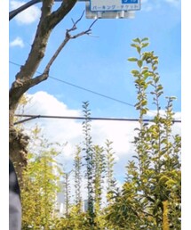 ROBES&CONFECTIONS | トップス