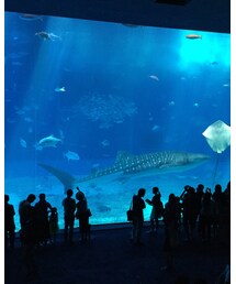 美ら海水族館 | その他