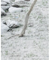 流木 | その他