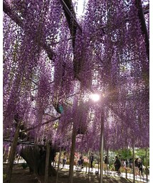 あしかがフラワーパーク | その他