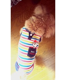 トイプーのマグちゃん♪ | その他