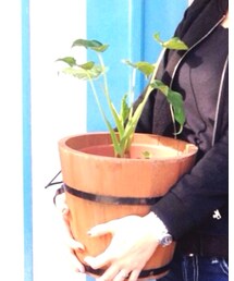 観葉植物大きくなりました！ | その他