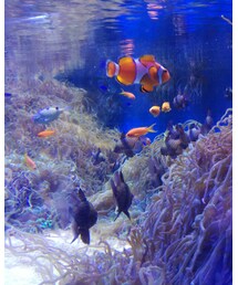 魚 | その他