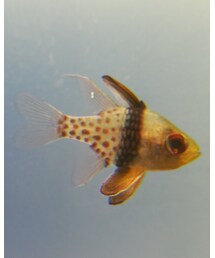 柄on柄の魚 | その他