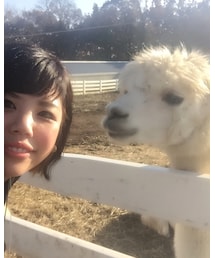 アルパカさん🐑❤️ | その他