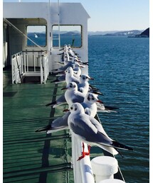 カモメさん🐥 | その他