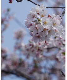 桜2 | その他