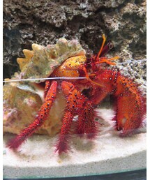 ニフレル1 | その他