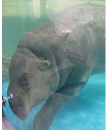 ニフレル2 | その他