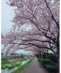 さくら | その他