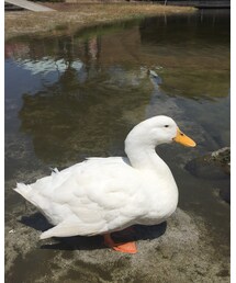 アヒル | その他