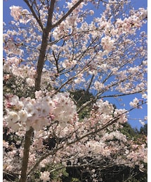 桜 | その他