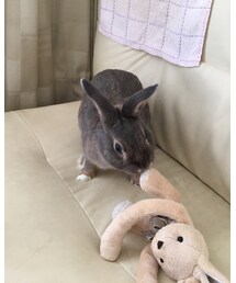 共食い⁈🐰 | その他