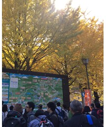 高尾山の銀杏と人混み | その他