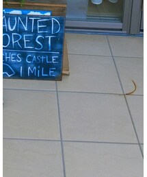 DIESEL | モカシン/デッキシューズ