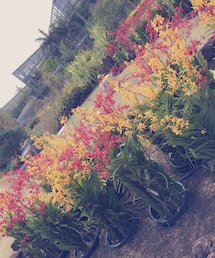 no brand | お花🌸(その他)