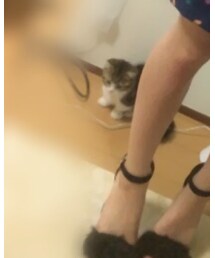 愛猫❤︎きよまろ | その他