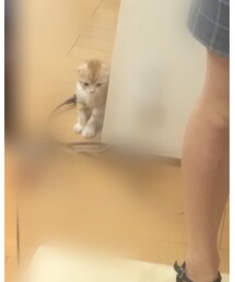 愛猫❤︎ジバニャン | その他