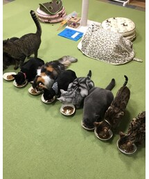 ちゃんと並んでごはん食べるニャン | その他