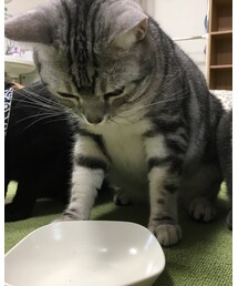 あれ?もうないのかニャ? | その他