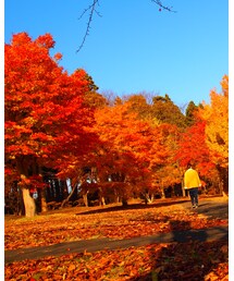 美しき日本の紅葉 | その他
