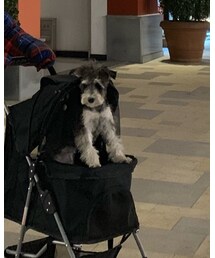 雪纳瑞 | その他