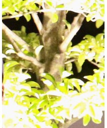 nude:masahiko maruyama | サングラス