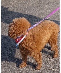 屁狗 | 雑貨/ホビー