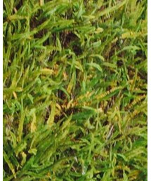 RAGEBLUE | シャツ/ブラウス