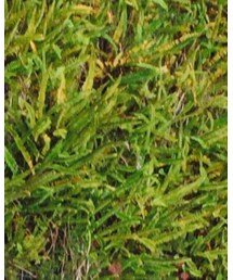 FRAPBOIS | デニムパンツ