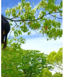 BEAMS | ネックレス